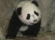 Quiz Panda