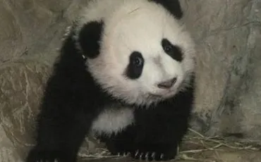 Quiz Panda