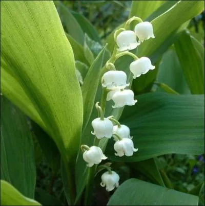 Quelle est la comestibilit ou la toxicit de cette fleur ?