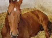 Quiz Les races de chevaux