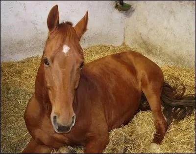 Quelle est cette race de cheval ?