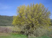 Quiz N14 - Arbres du Languedoc-Roussillon