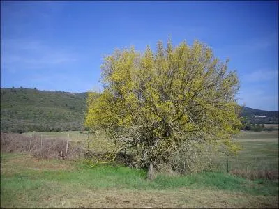 Arbre mditerranen acclimat. lanc et rgulier, le tronc atteint facilement 1 m de diamtre. Ses feuilles ressemblent  celles des orties. Les fruits sont comestibles.