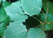 Quiz Quelles sont ces feuilles d'arbres ?