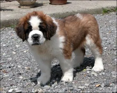 Mon chien est un Saint-Bernard. D'o vient-il ?