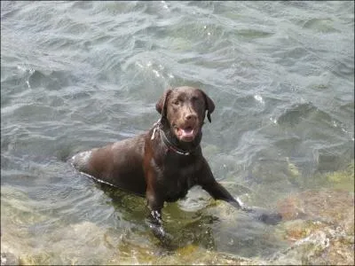 Un chien de mer est un espce de requin.