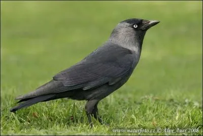 Quel est cet oiseau ?