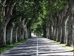 Comment s'appelle cet arbre, que Napolon III fit planter en grand nombre au bord des routes pour le confort des soldats ?