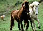 Quiz Tout savoir sur les chevaux