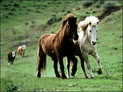 De quelle race sont ces chevaux ?