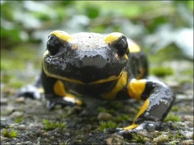 Indiquez le nom de cet animal de couleur verte :