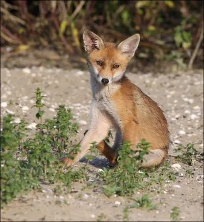 Ce magnifique animal au pelage roux a été la vedette du Roman de Renart, des fables de la Fontaine, mais savez-vous combien de fois le fabuliste le prit pour sujet principal ?