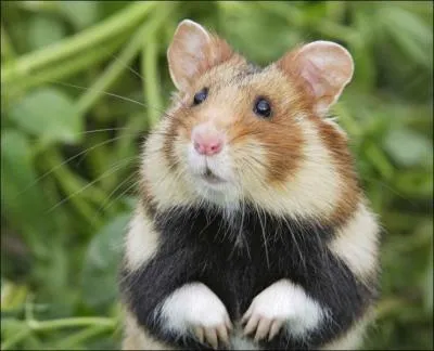 Quelle est la plus grande espce de hamster ?