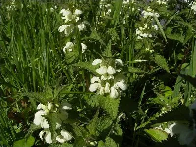 Vous garderez uniquement les tiges portant des fleurs pour en faire de dlicieux beignets.