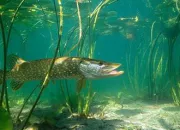 Quiz Poissons d'eau douce