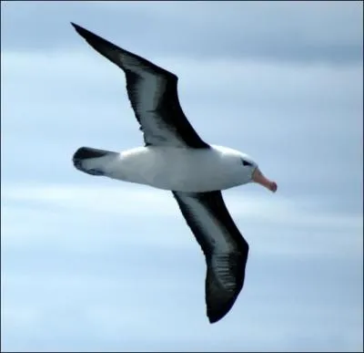 On me confond souvent avec mes cousins, je suis un oiseau qui pche. Quel oiseau suis-je ?