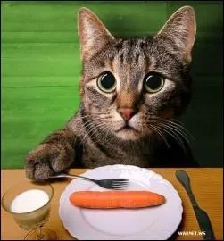 Oui, oui, a se mange ! N'ayez pas peur, petits chats, vous pouvez mme manger de :