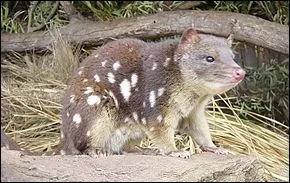 O peut-on trouver un chat marsupial ?