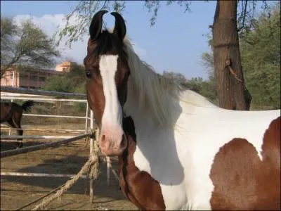 Combien ai-je de chevaux ?