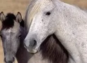 Quiz Connatre le cheval comme sa poche