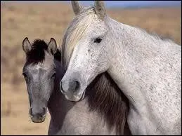 Quel est l'quivalent humain d'un cheval de quatre ans ?