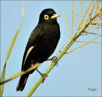 Comment appelle-t-on cette espce de petits oiseaux passereaux d'Amrique ?