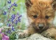 Quiz Nouveau-ns dans la nature