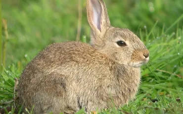 Quiz Animaux