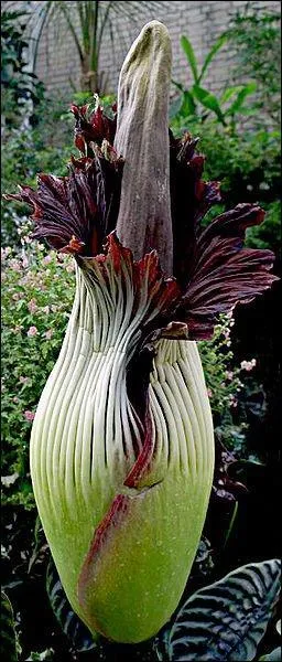 C'est une plante trs rare de la famille des araces, son inflorescence peut mesurer plus de deux mtres. Comment est-elle appele ?