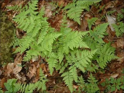 Bien que ce soit une une espèce assez commune dans les éboulis et les forêts rocailleuses des montagnes calcaires, elle fait partie des espèces protégées. Gymnocarpium de Robert appartient à la famille des Filicophytes c'est-à-dire :