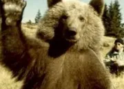 Quiz L'Ours dans la culture