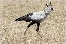 Quel est le nom de cet oiseau qui adore les serpents ?