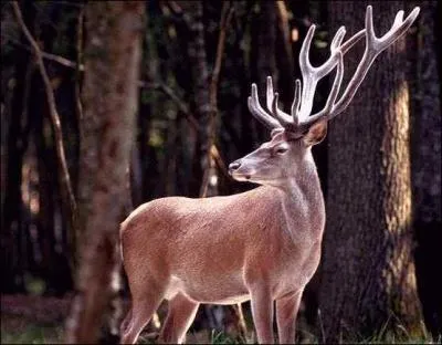 Quelle est la femelle du cerf ?