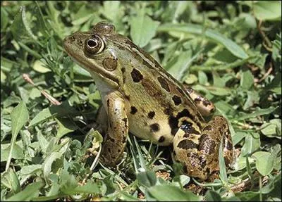 Quel est le nom exact de cette grenouille de la famille des ranidae ?