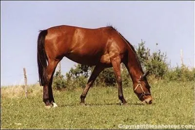 Quelle est la robe de ce cheval ?