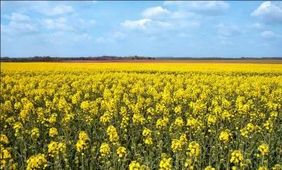 Surtout dans la moiti nord de la France, c'est un champ de ...