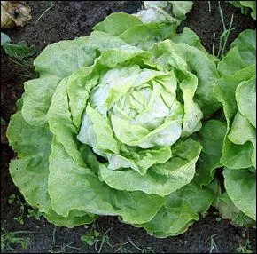 Quelle est cette salade, la plus connue de toutes ?