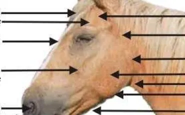 Quiz Chevaux