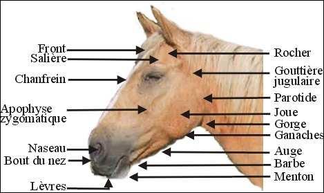 Questionnaire Galop 1