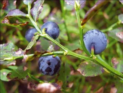 Quelle est cette baie ou drupe ?