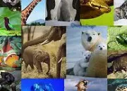 Quiz Les cris des animaux