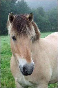 Quelle est la race de ce cheval ?