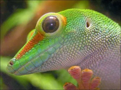 Ce petit reptile offre la particularit d'avoir des pattes adhsives, ce qui lui permet de marcher au plafond, la tte en bas !