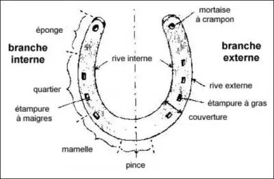 Quelle partie du fer  cheval n'existe pas ?