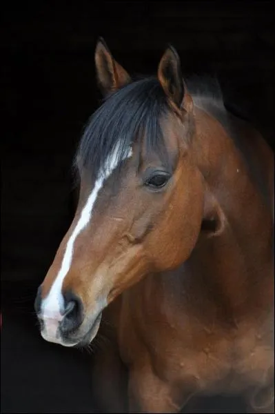 Quelle est la robe de ce cheval ?