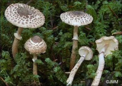 Quel est ce champignon ?