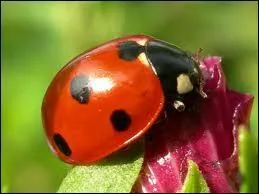 Il existe des coccinelles oranges  points blancs :