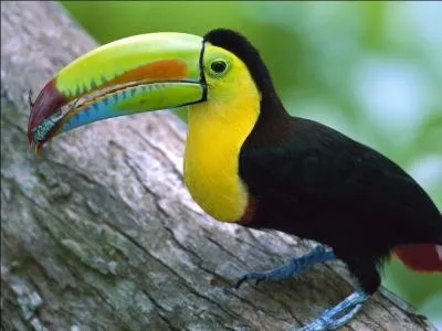 Avec mes cousins des autres espces, je survole les jungles d'Amrique du Sud et Centrale, je mange des fruits et des graines, mais de temps en temps, j'aime bien avaler ...