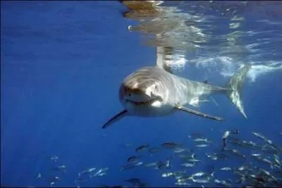 Quel est le nom de ce squale ?