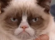 Quiz 26- Grumpy Cat : Vrai / Faux